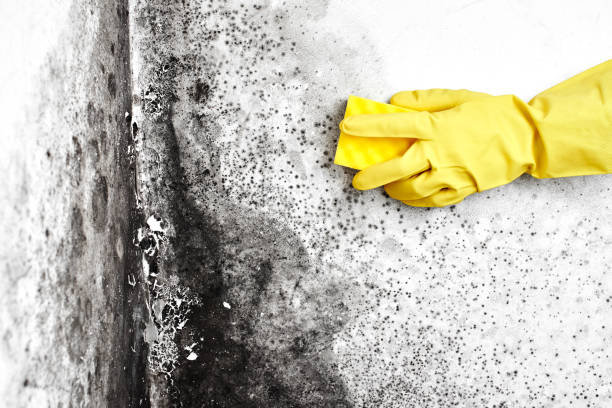 Office Mold Removal Services in Rice Lake, MN