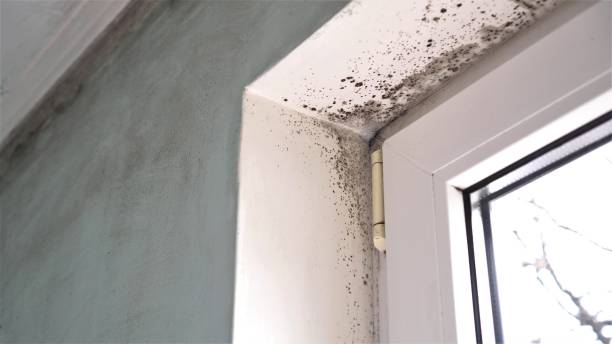 Best Professional Mold Removal  in Rice Lake, MN