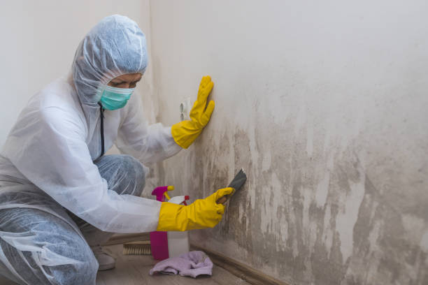 Best Office Mold Removal Services  in Rice Lake, MN