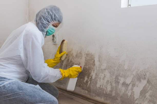 Best Mold Removal Company Near Me  in Rice Lake, MN