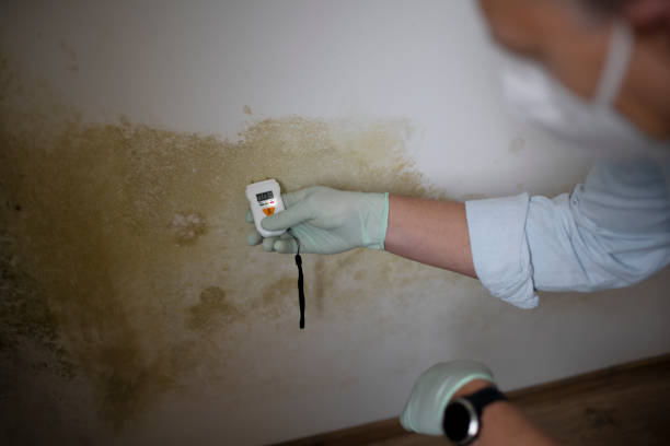 Best Best Mold Removal Companies  in Rice Lake, MN