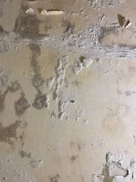 Best Attic Mold Removal  in Rice Lake, MN