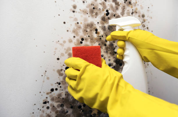 Best Toxic Mold Removal  in Rice Lake, MN
