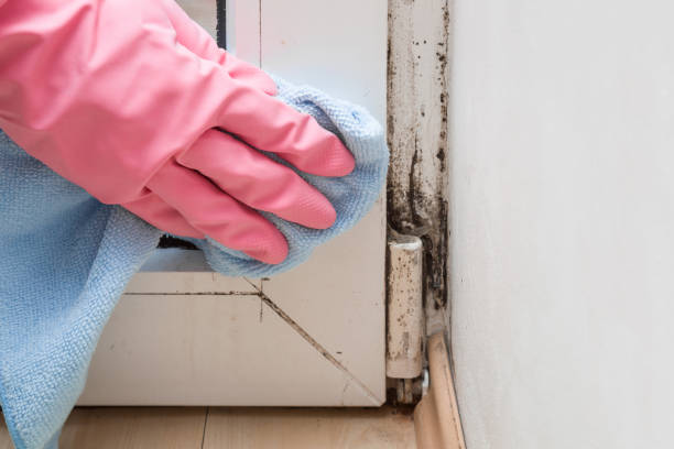 Best Mold Remediation  in Rice Lake, MN