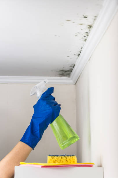 Best Mold Testing  in Rice Lake, MN